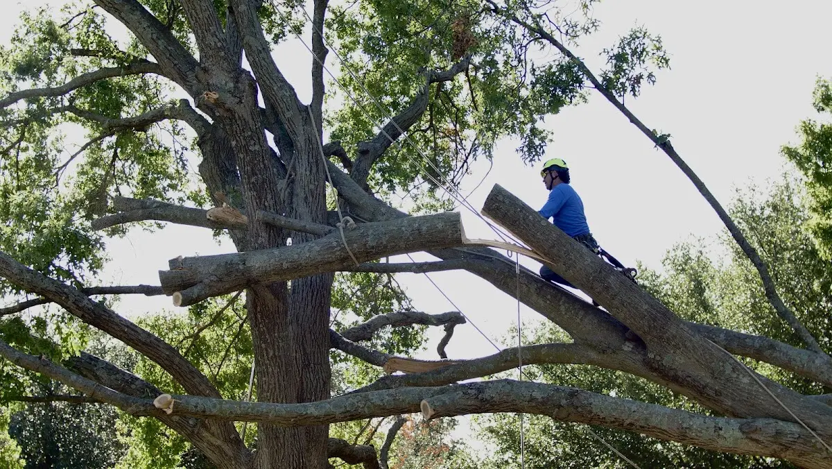 Professional Hazardous Tree Removal performed by certified arborists in Meadow