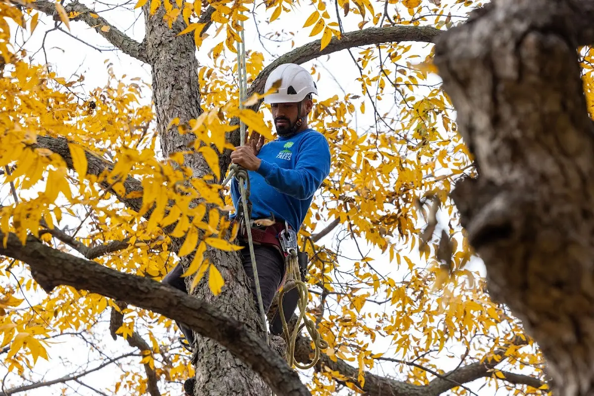 Skilled Tree Transplanting crew working in Meadow
